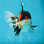 A Grade Tricolor Oranda Male 5.5 inches #051625OR_30