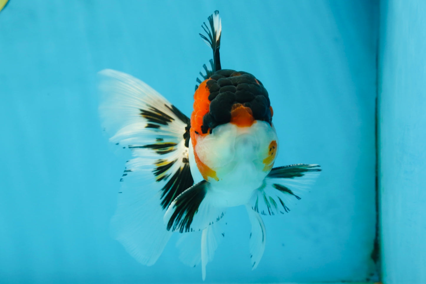 A Grade Tricolor Oranda Male 5.5 inches #051625OR_30