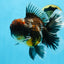 AAA Grade Calico Kirin Oranda 5.5-6 inches #080125OR_02