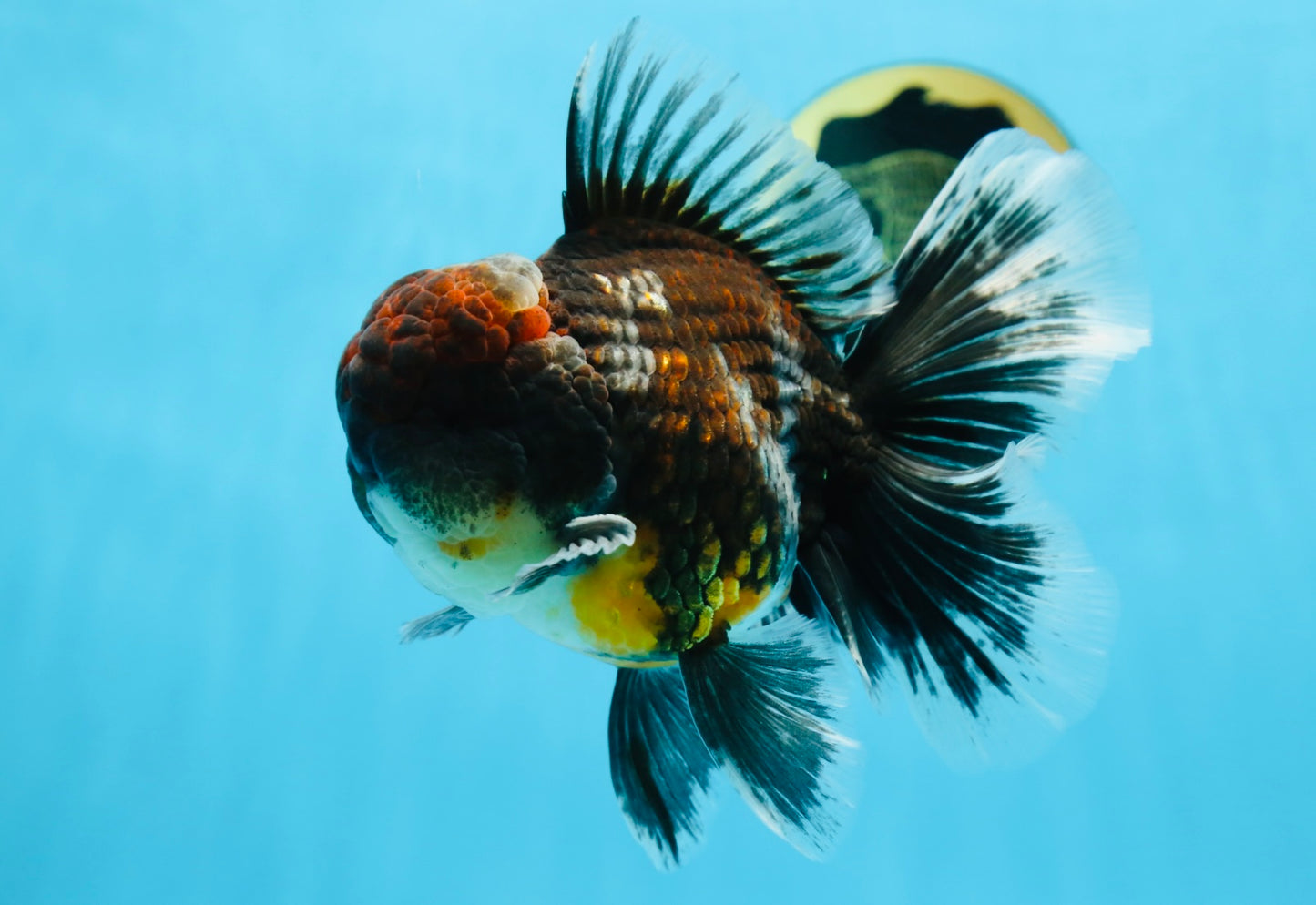 AAA Grade Calico Kirin Oranda 5.5-6 inches #080125OR_02