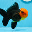 AAA Grade Red Head Tricolor Oranda Male 5 inches #0913OR_03