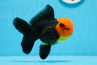 Oranda mâle tricolore à tête rouge de catégorie AAA 5 pouces #0913OR_03