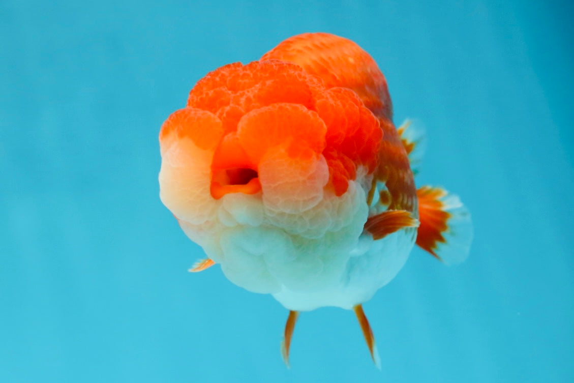 AAA Grade Red White LionKing 4.5 inches #050925LC_11