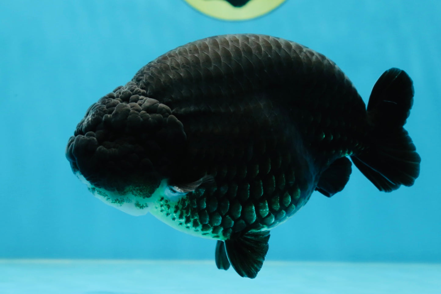 SHOW GRADE Black King Kong Strong Body Structure Ranchu Male 5.5 inches #060625RC_01