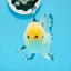 A Grade Tricolor Button Eyes Oranda Male 4.5 inches #0920OR_23