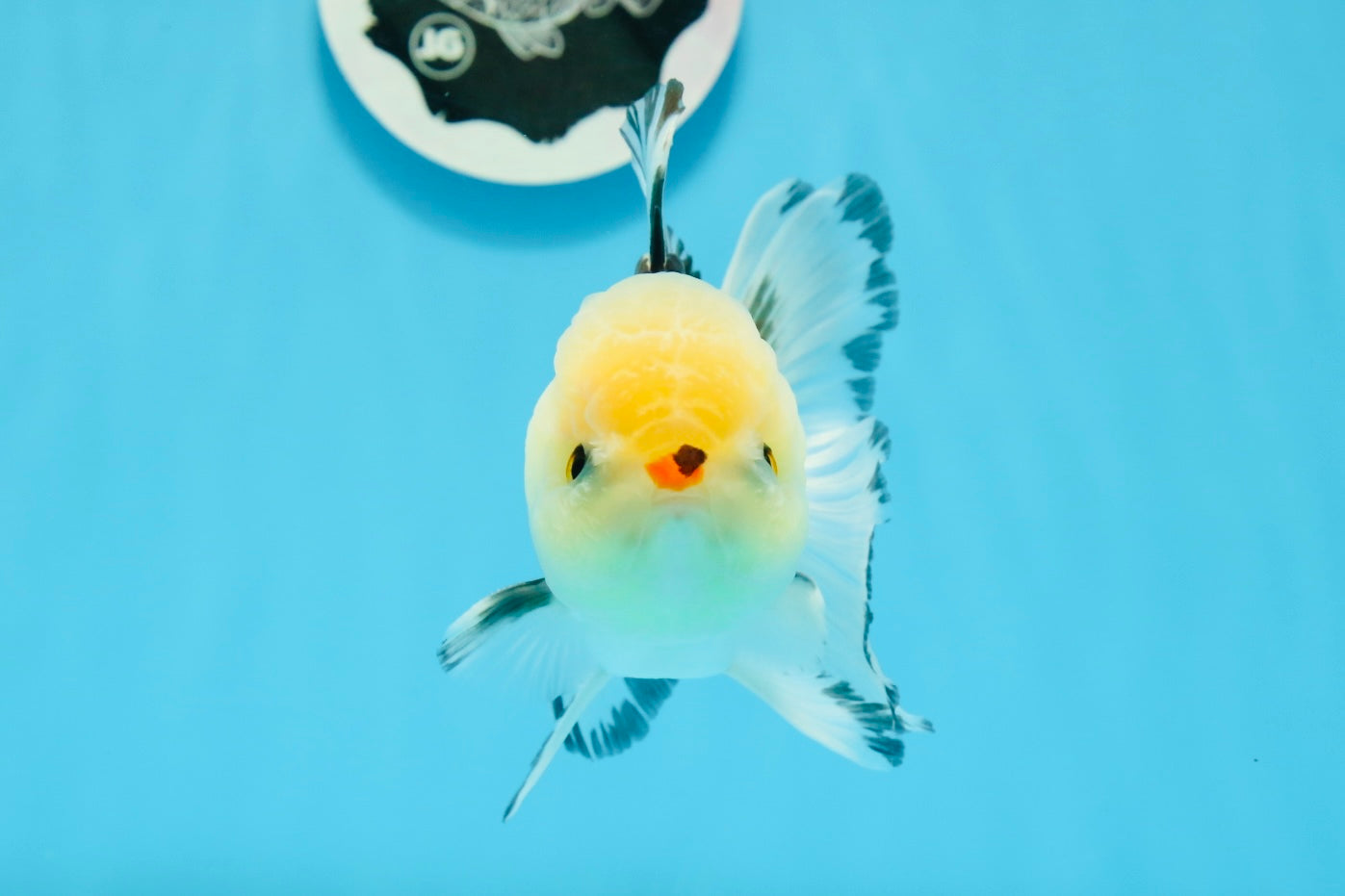 A Grade Tricolor Button Eyes Oranda Male 4.5 inches #0920OR_23