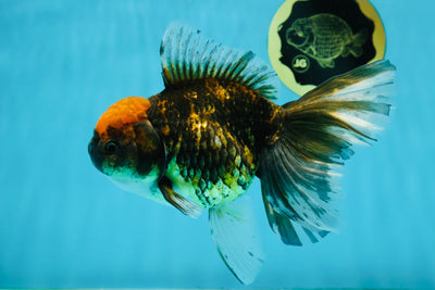 A Grade Tiger Queen Oranda Female 6-6.5 inches #011025OR_17