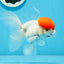 AAA Grade Red Cap Oranda Male 4.5 inches #0906OR_27