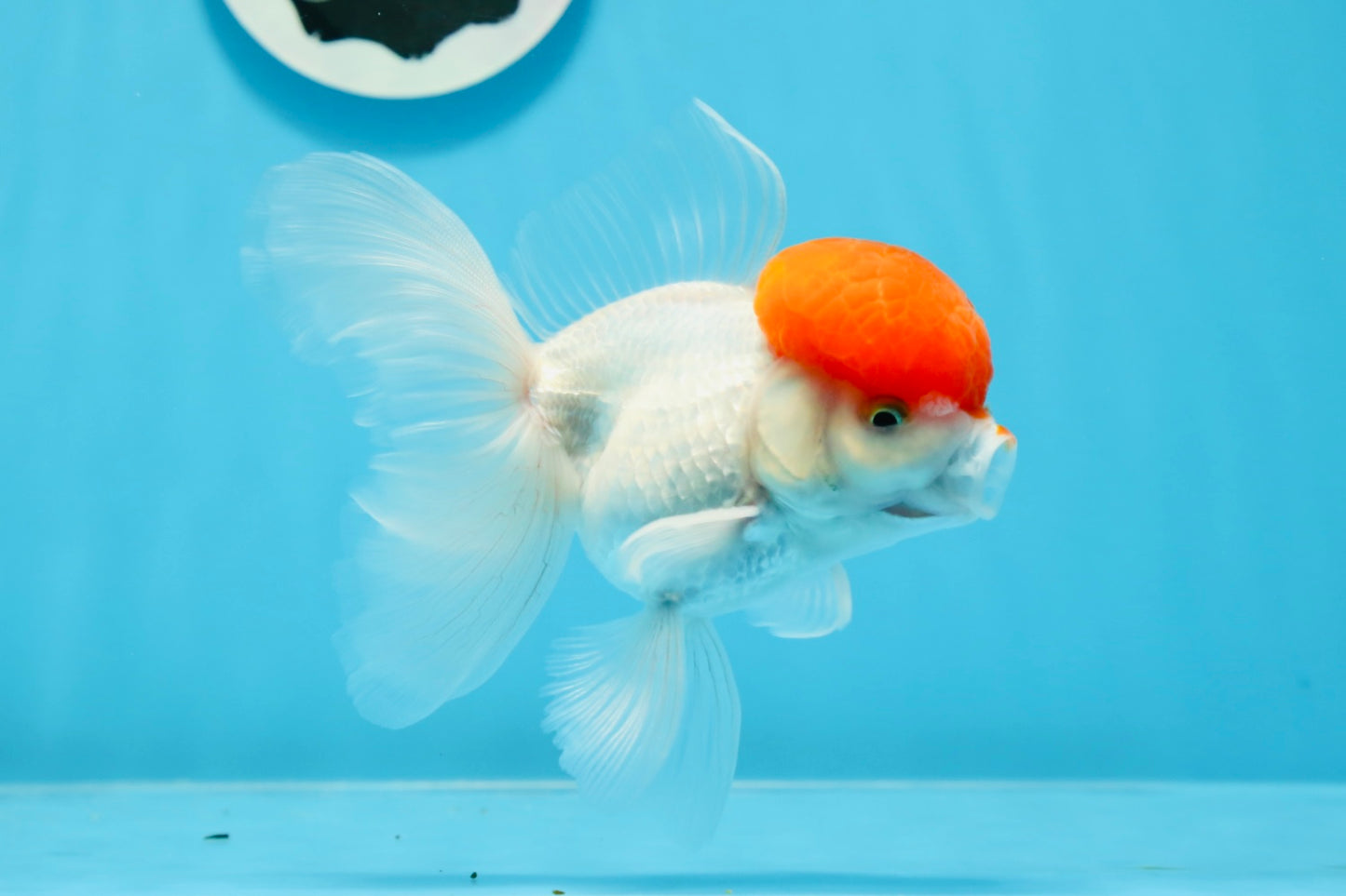 AAA Grade Red Cap Oranda Male 4.5 inches #0906OR_27