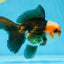 A Grade Tricolor Oranda Male 5 inches #082925OR_06