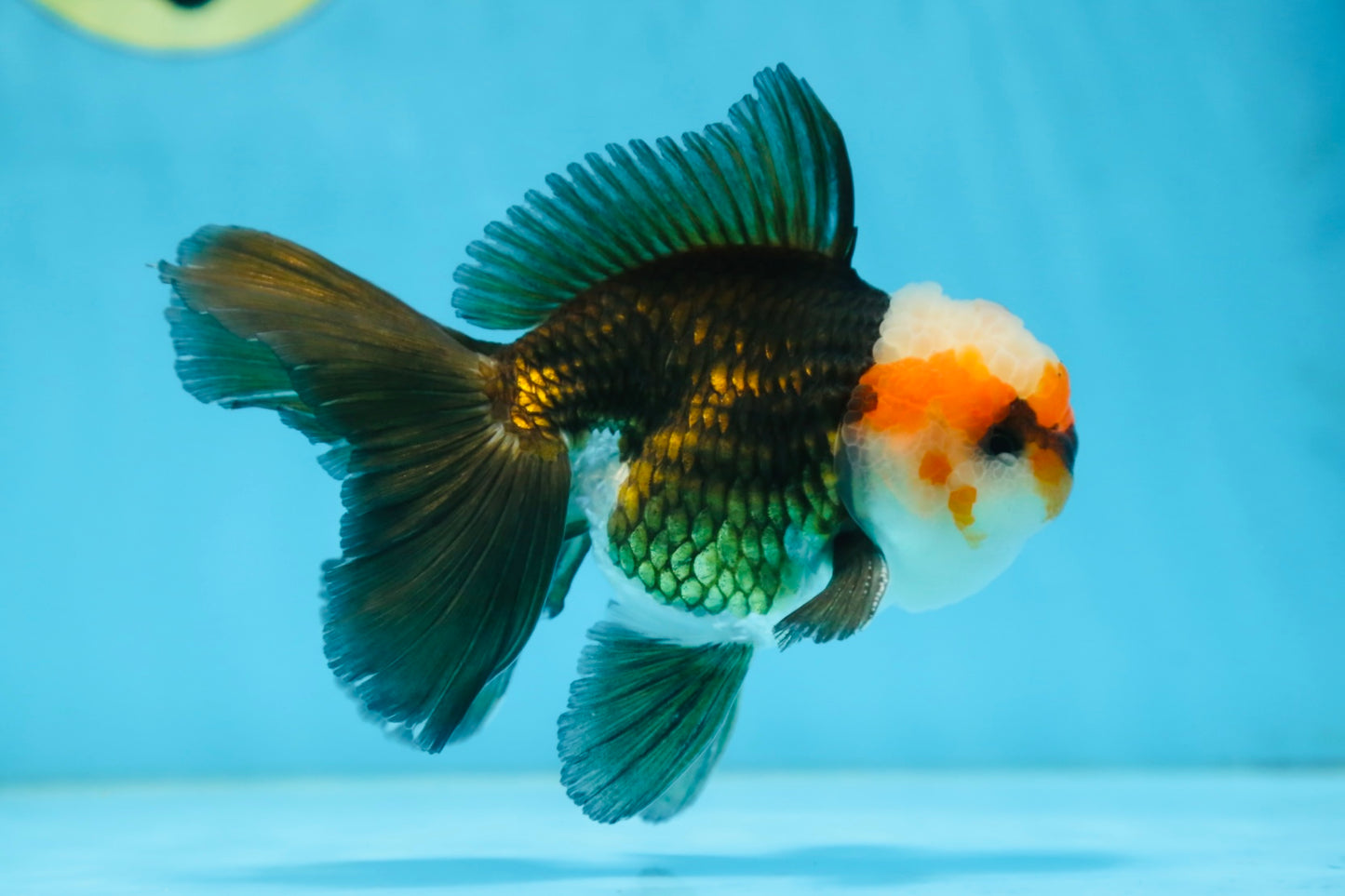 A Grade Tricolor Oranda Male 5 inches #082925OR_06