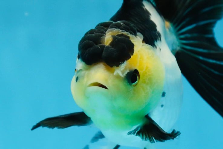 Panda Oranda Female 5-5.5 inches #080825OR_11