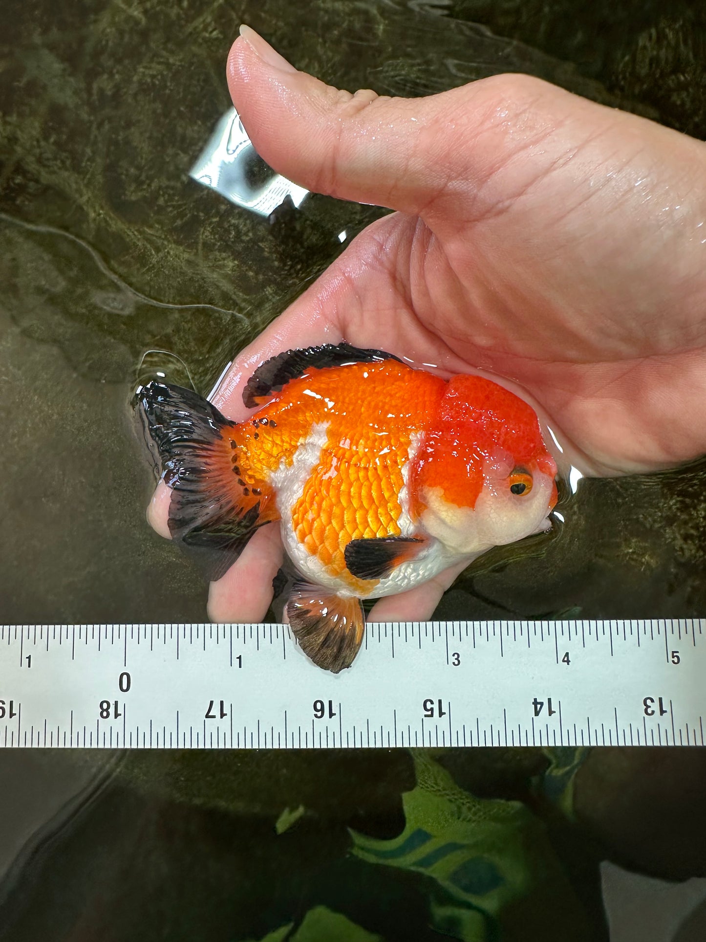 SUPER CUTE Tricolor Yuanbao Male 4.5 inches #071125YB_18