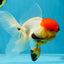 A Grade Tricolor Oranda Male 5-5.5 inches #060625OR_14
