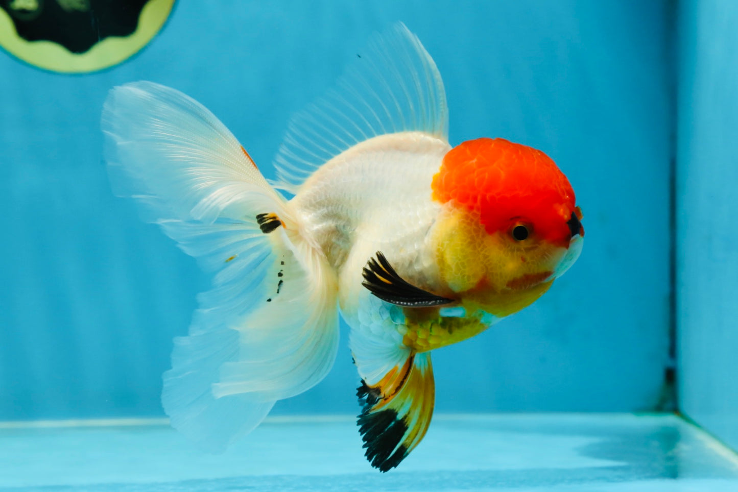 A Grade Tricolor Oranda Male 5-5.5 inches #060625OR_14