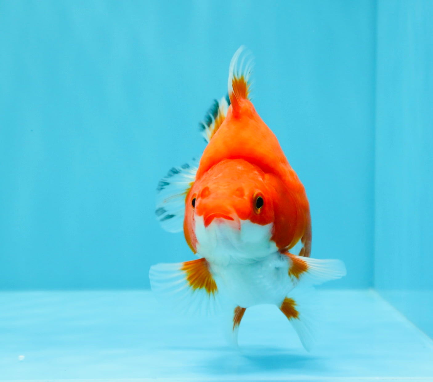 AAA Grade Red White Ryukin Female 4 inches #022726RK_18