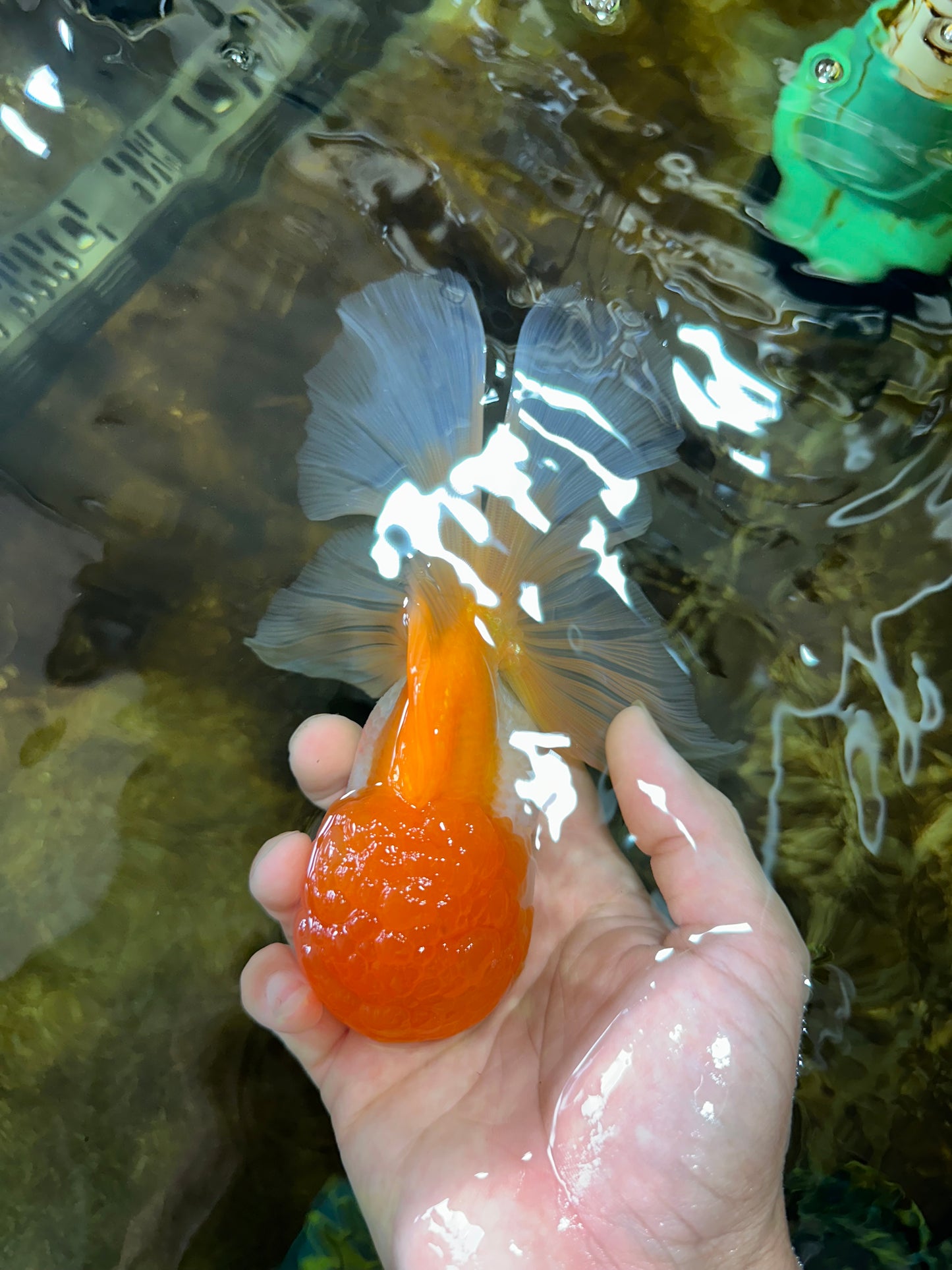 Orange White Oranda Female 5.5 inches #071125OR_07