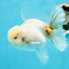 AAA Grade Marble Snow Rose Tail Thai Oranda Male 4.5 inches #1208OR_05