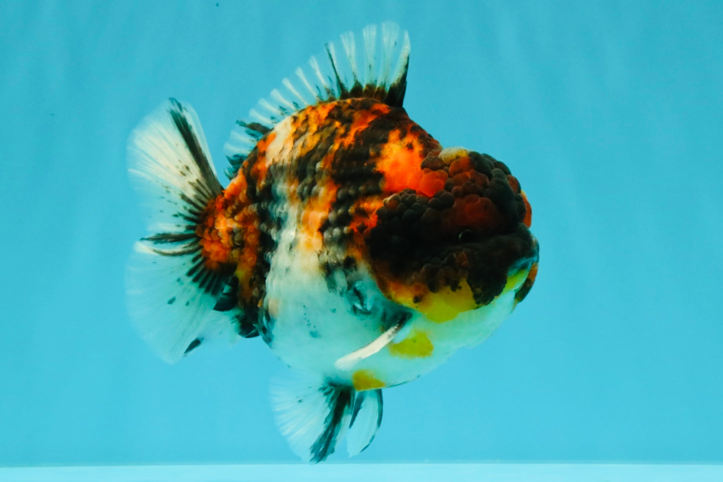 UNIQUE AAA Grade Special Tiger Yuanbao Male 5-5.5 inches #031326YB_23