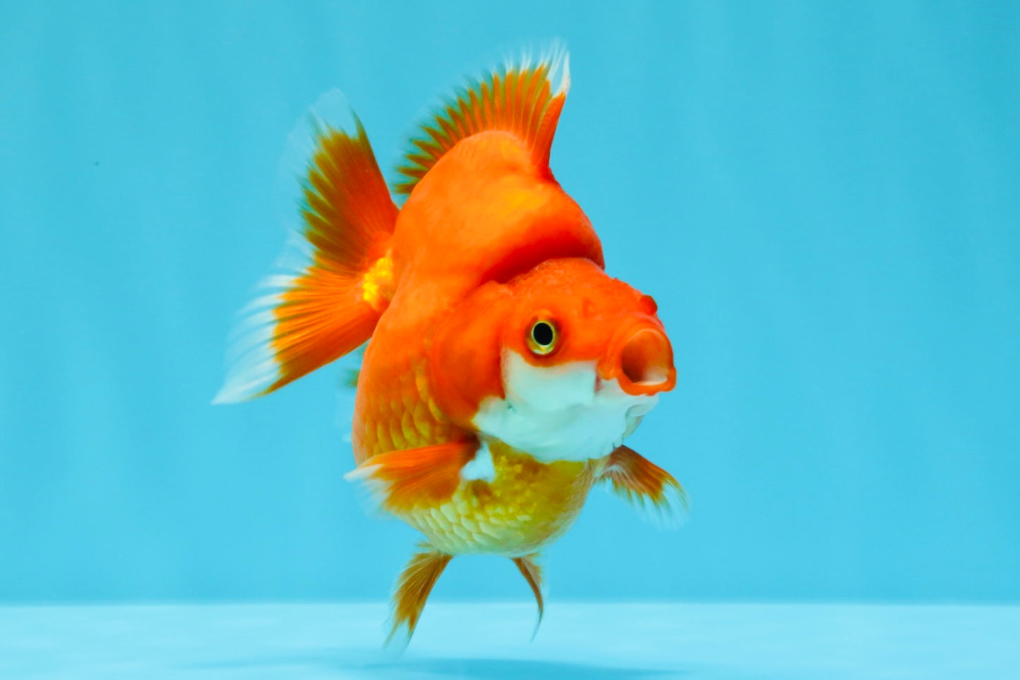 AAA Grade Solid Red Ryukin Female 4 inches #022026RK_10