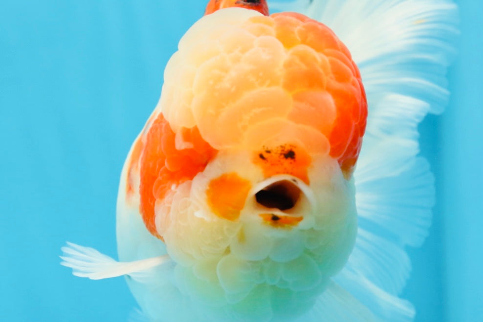 AAA Grade Godzilla Sakura Oranda Male 6-6.5 inches #080125OR_03