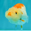ADORABLE Kohaku Red White Lionchu Female 4 inches #081426LC_15