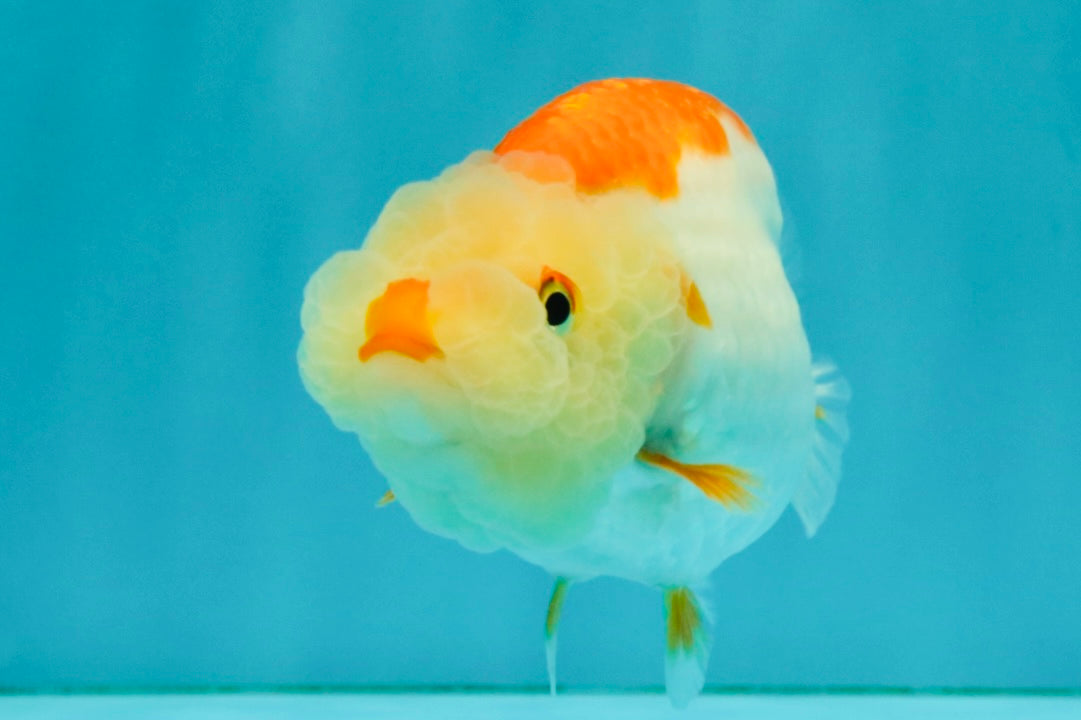 ADORABLE Kohaku Red White Lionchu Female 4 inches #081426LC_15