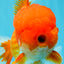 TOMATO AAA Grade Red White Oranda Male 6.5 inches #022026OR_05