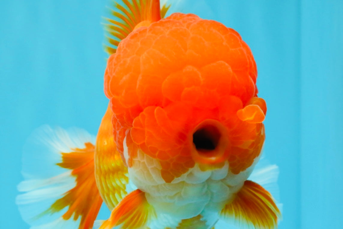 TOMATO AAA Grade Red White Oranda Male 6.5 inches #022026OR_05