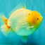 AAA Grade Lipstick Red White Yuanbao Male 6 inches #092526YB_13