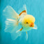 CHICKIE A Grade Red White Oranda Male 6 inches #090426OR_12