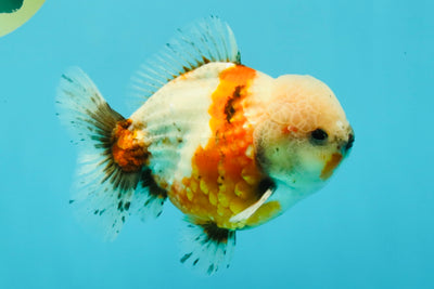 A Grade Sakura Yuanbao Male 5.5 inches #032026YB_23