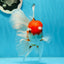 RARE A Grade Pompoms Red White Butterfly Jumbo Oranda Male 6 inches #1103OR_25