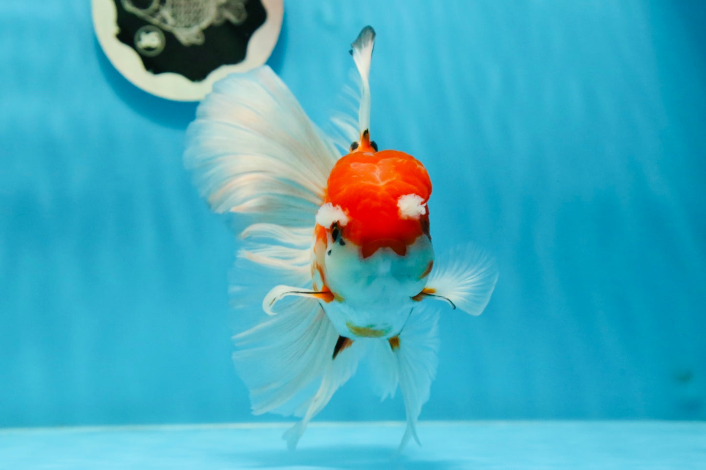 RARE Papillon Pompoms de catégorie A Rouge Blanc Jumbo Oranda Mâle 6 pouces #1103OR_25