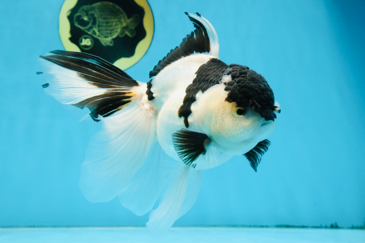 A Grade UNIQUE Panda Oranda Female 6-6.5 inches #091925OR_01