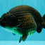 A Grade Black Ranchu Female 5.5 inches #072426RC_37