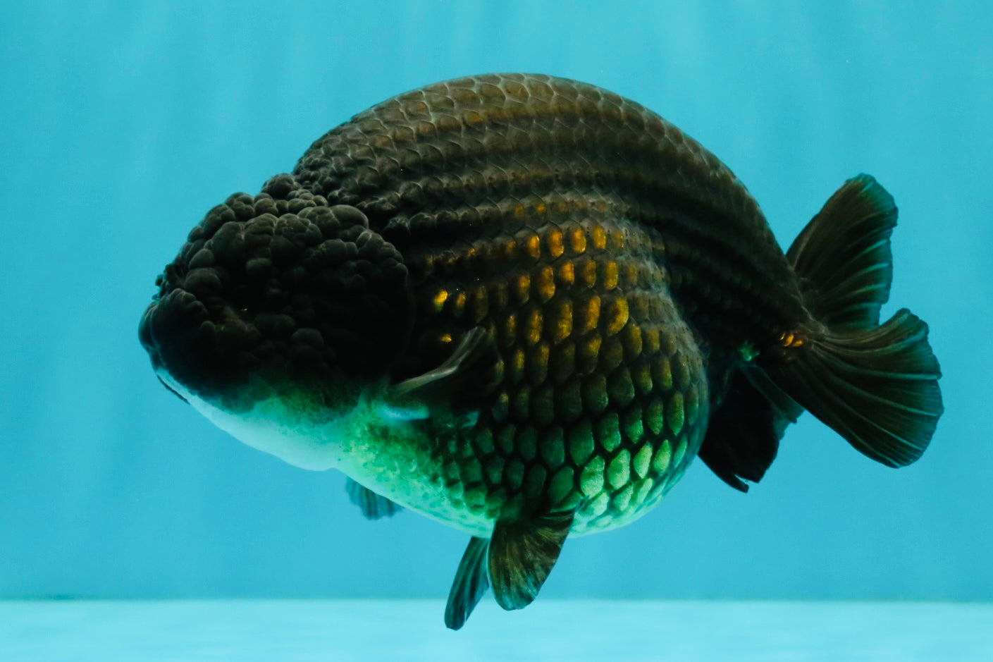 A Grade Black Ranchu Female 5.5 inches #072426RC_37