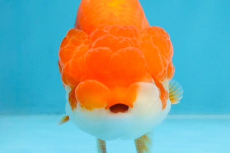 BIG WEN AAA Grade Red White LionQueen 4 inches #101725LC_06