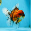 AAA Grade Young Godzilla Tiger Oranda Male 5.5 inches #080825OR_22