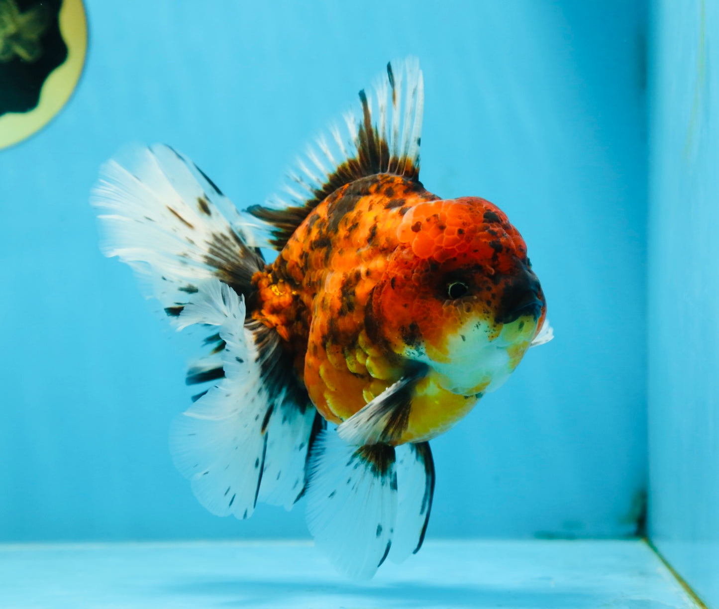 AAA Grade Young Godzilla Tiger Oranda Male 5.5 inches #080825OR_22