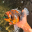 A Grade Tiger Oranda Female 7-7.5 inches #071026OR_04