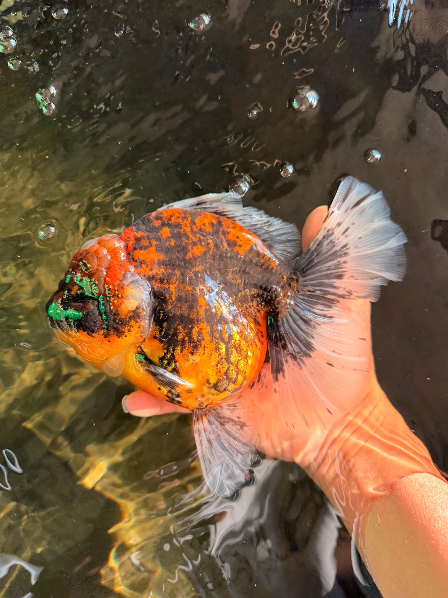 A Grade Tiger Oranda Female 7-7.5 inches #071026OR_04