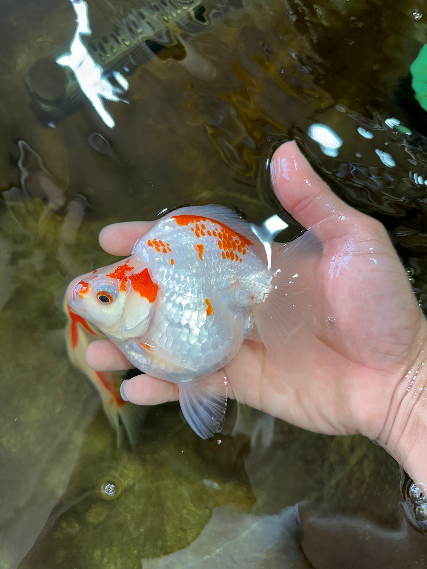 A Grade Kohaku Ryukin Red White Female 4.5-5 inches #070425RK_01