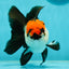 A Grade Tricolor Oranda Male 5-5.5 inches #110824OR_09