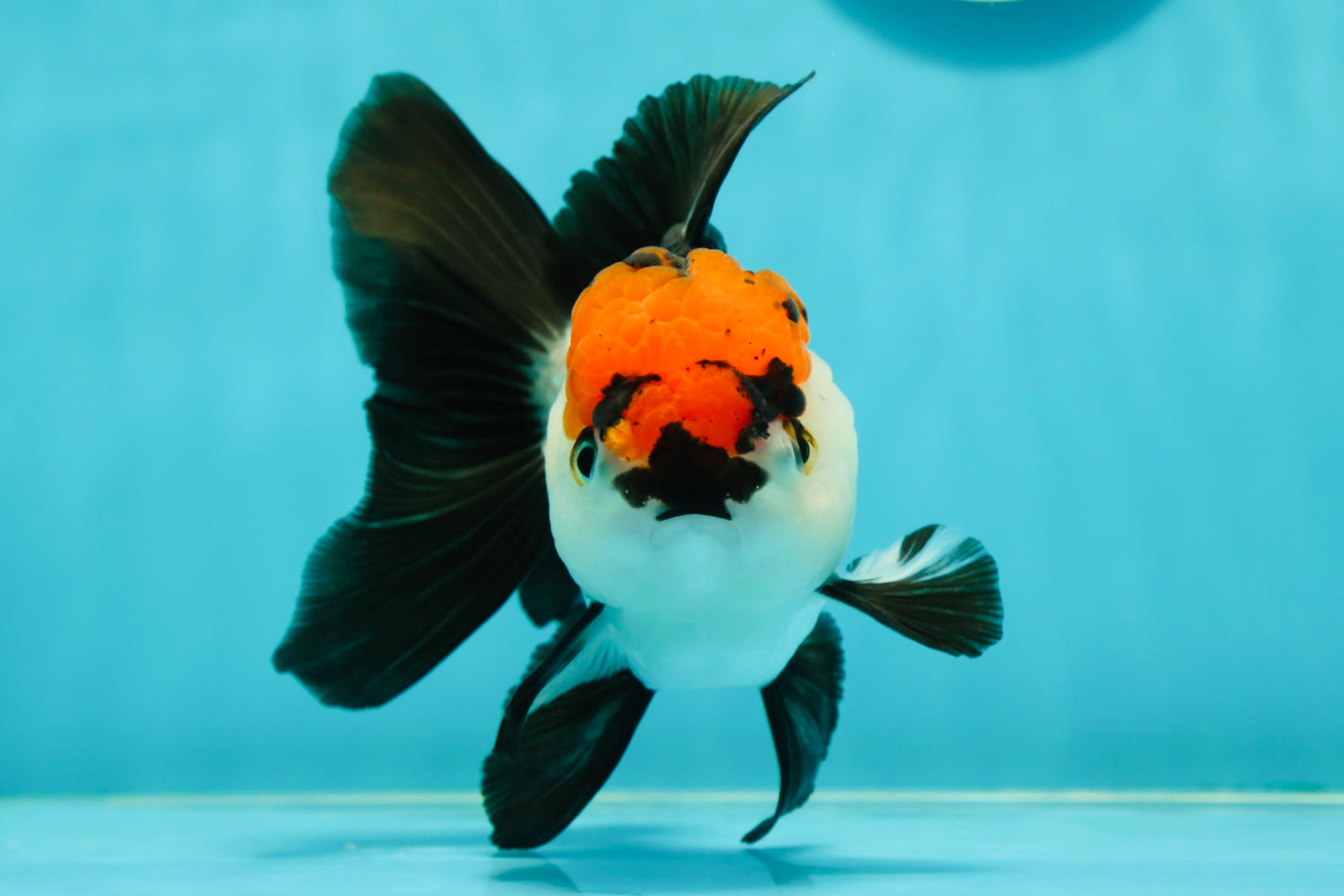 A Grade Tricolor Oranda Male 5-5.5 inches #110824OR_09