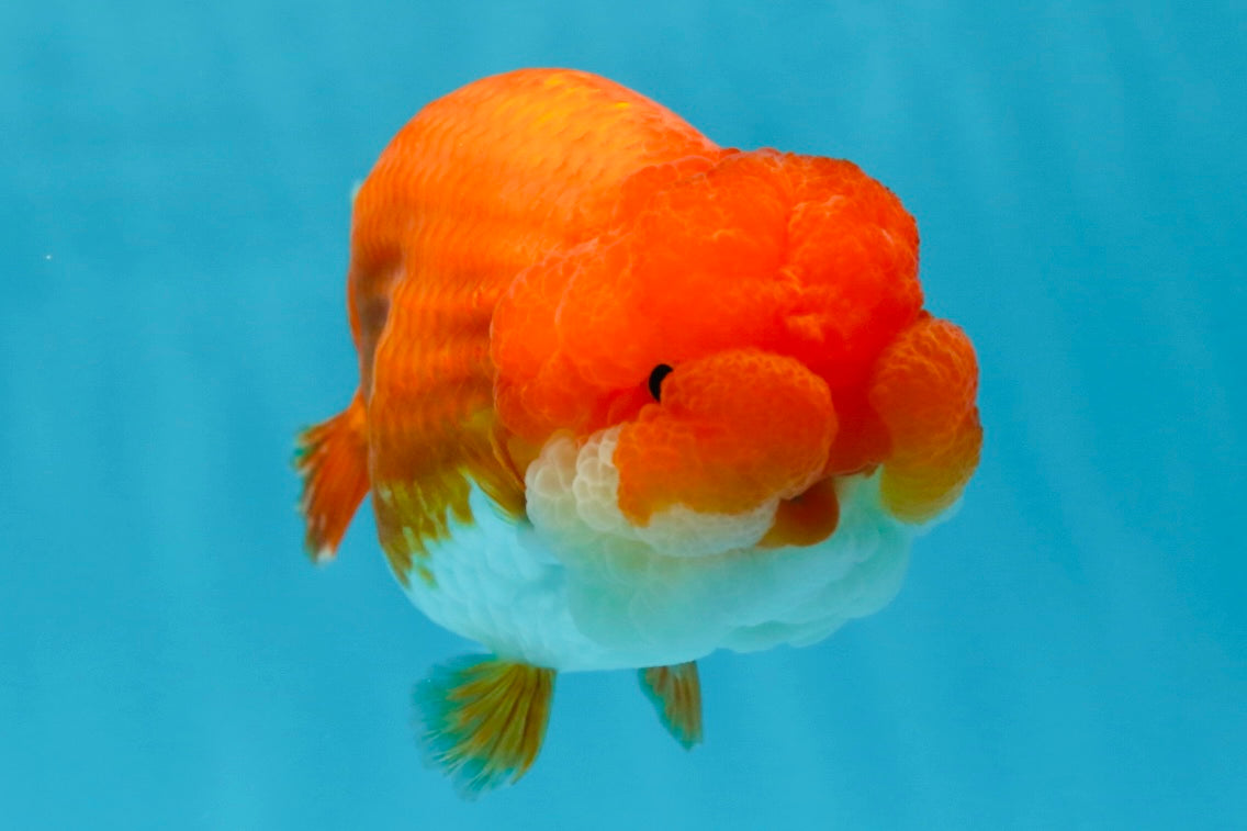 Cheeky Wen A Grade Mount Deformed Red White LionQueen 4.5 inches #050225LC_15