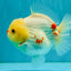 POPCORN AAA Grade Red White Yuanbao Male 5-5.5 inches #050126YB_18