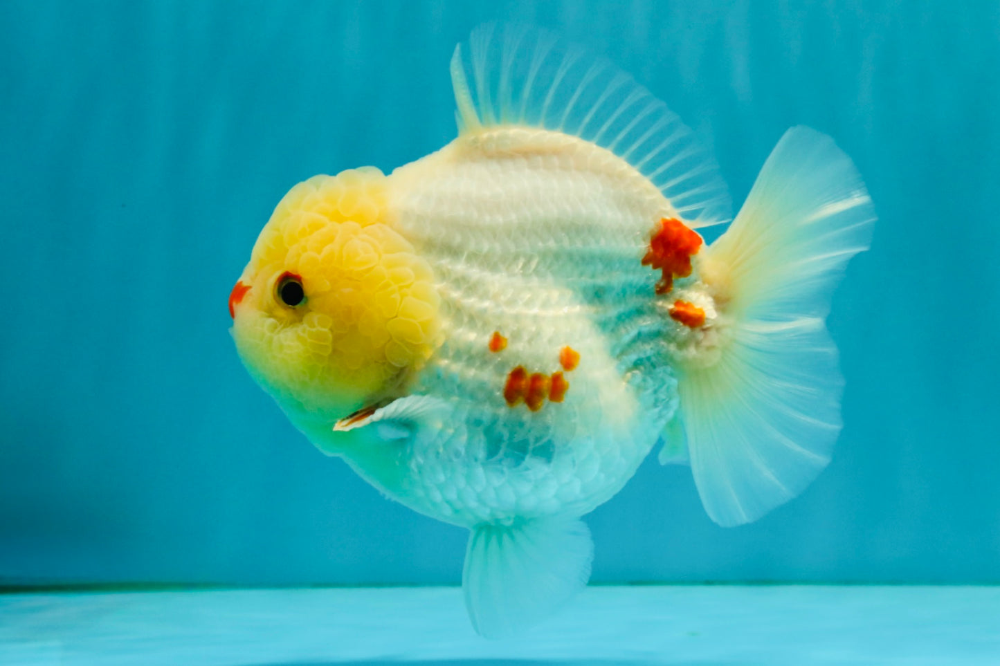 POPCORN AAA Grade Red White Yuanbao Male 5-5.5 inches #050126YB_18