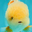 BEAUTY A  Grade Red White Oranda Male 6 inches #082126OR_08