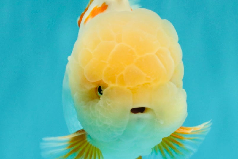 BEAUTY A  Grade Red White Oranda Male 6 inches #082126OR_08